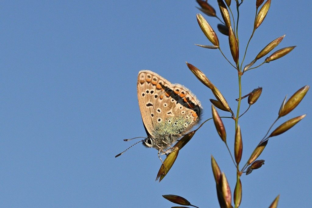 butterfly, common blue, meadow, butterflies, bluish, summer, insect, flower meadow, close up, grass, blade of grass, wing