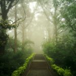 trees and plants